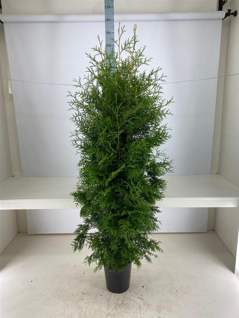 Thuja occidentalis &