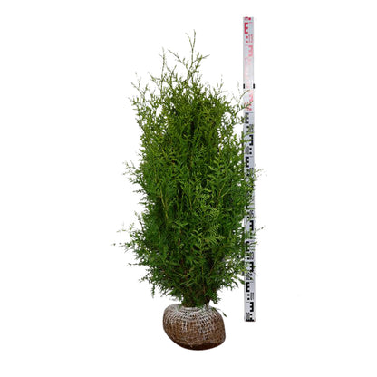 Thuja occidentalis &