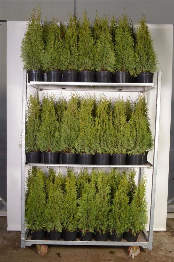 Thuja occ. &