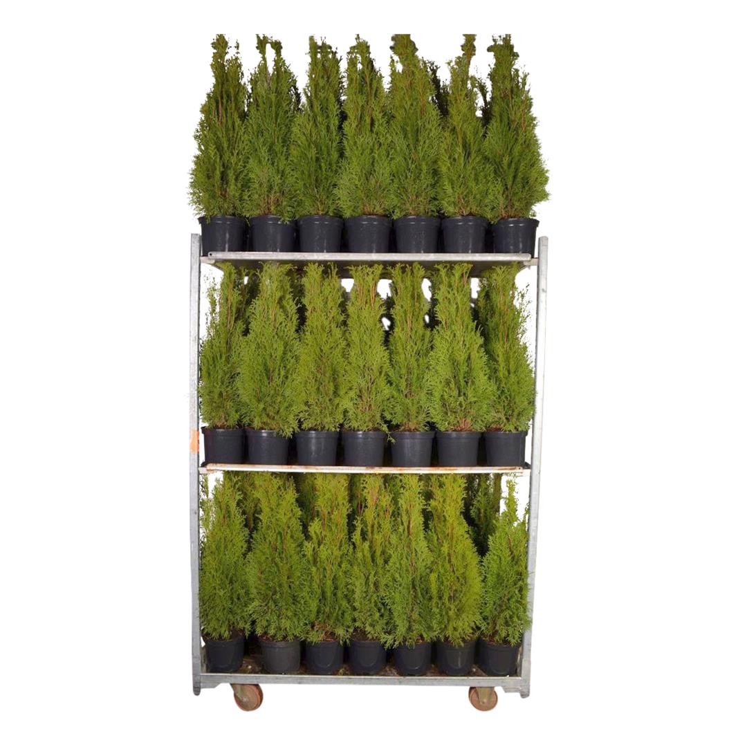 Thuja occ. &