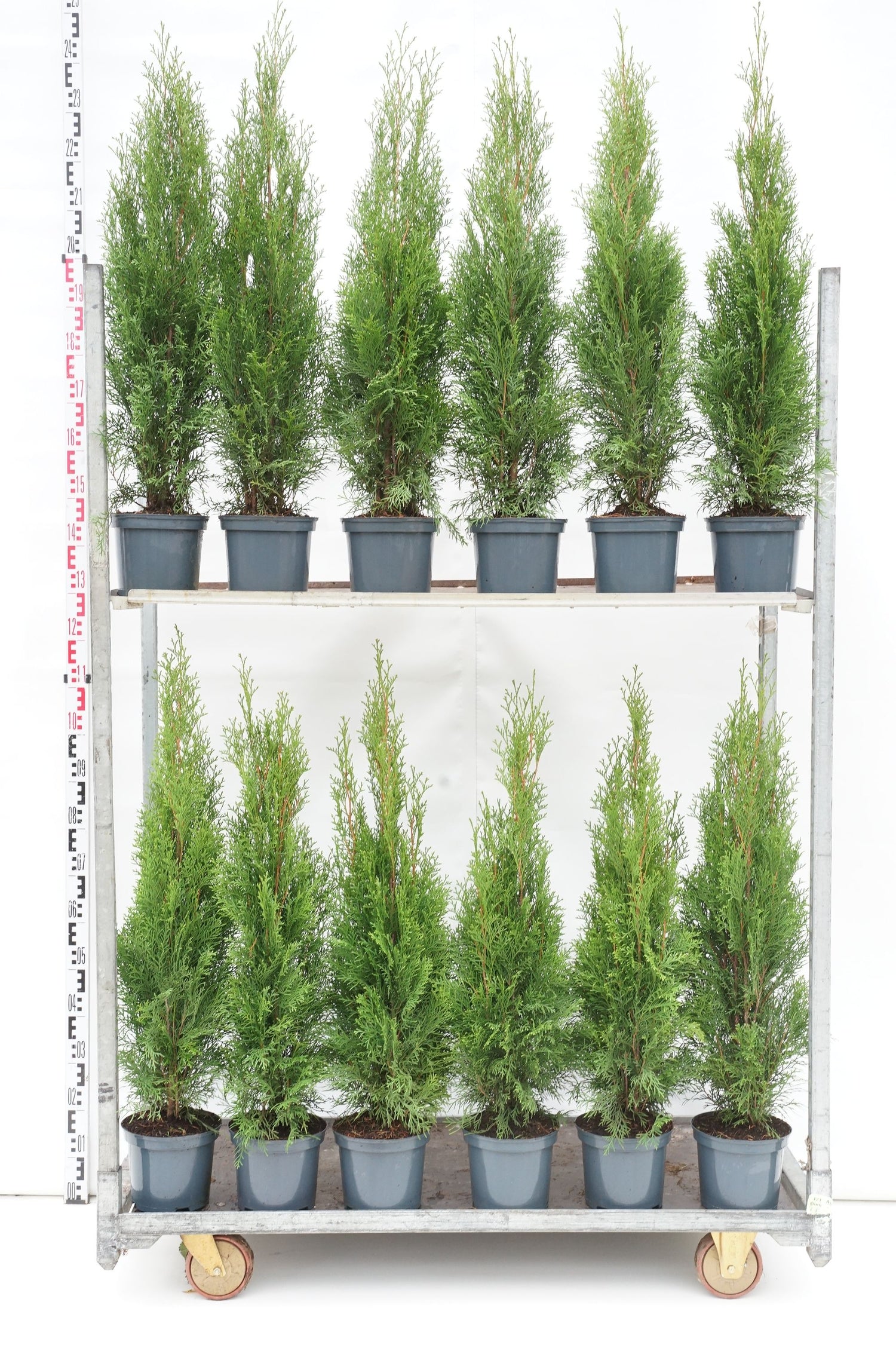 Thuja occidentalis &