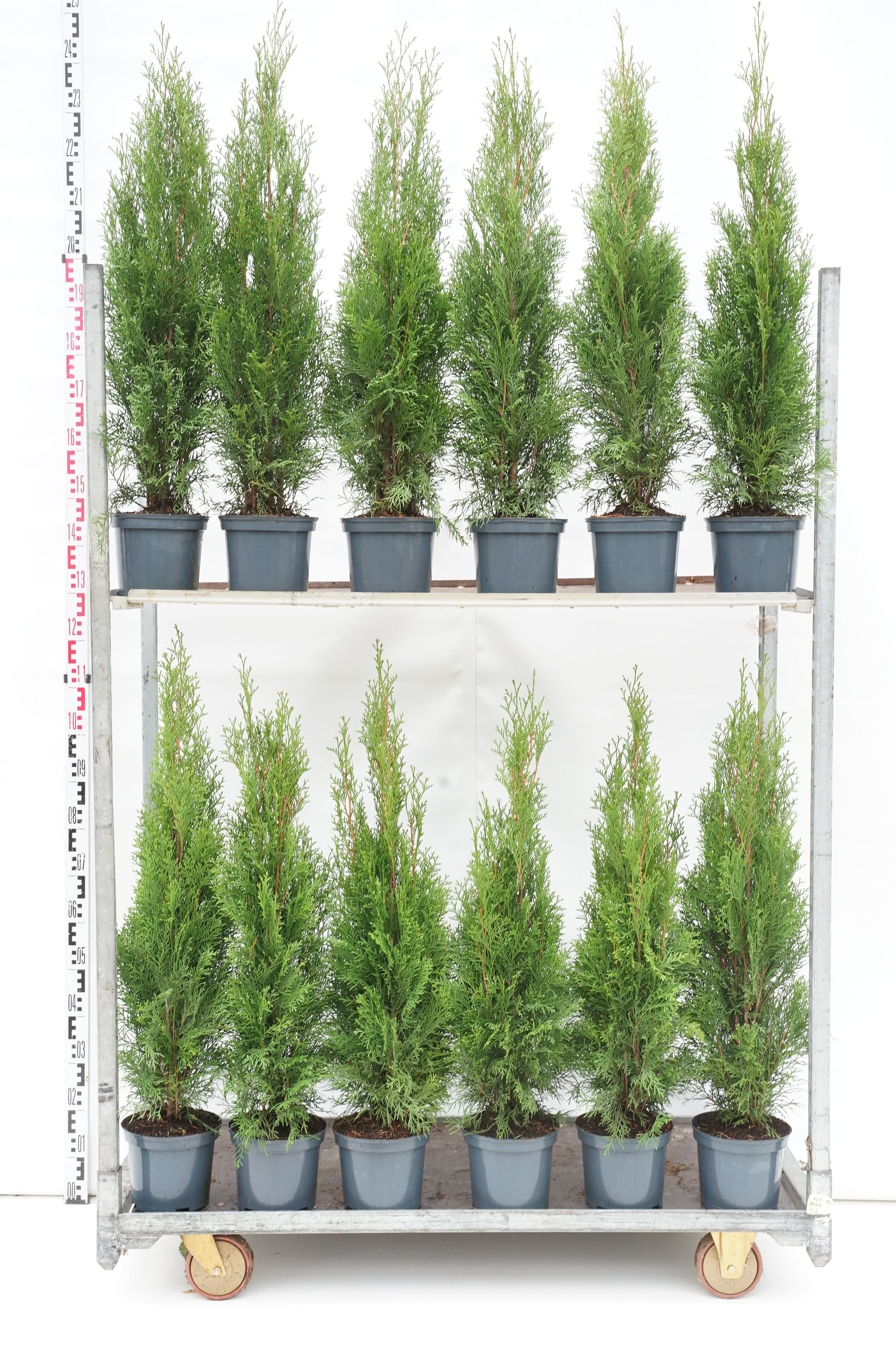 Thuja occidentalis &