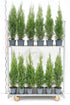 Thuja occidentalis &