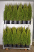 Thuja occidentalis &