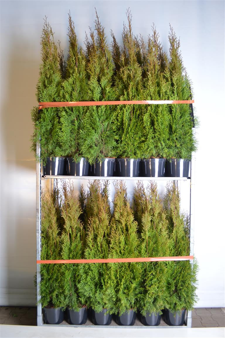 Thuja occidentalis &