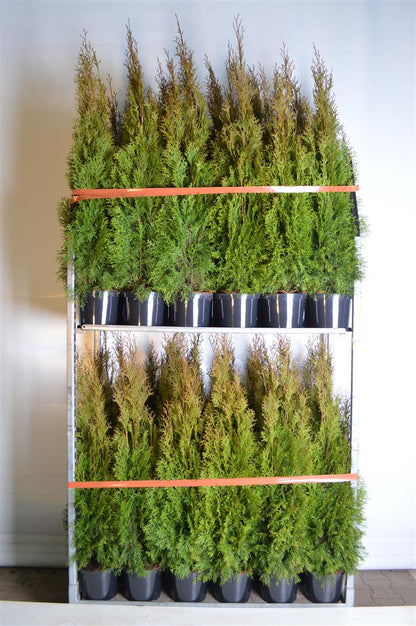 Thuja occidentalis &