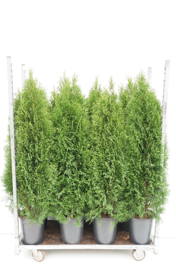 Thuja occ. &