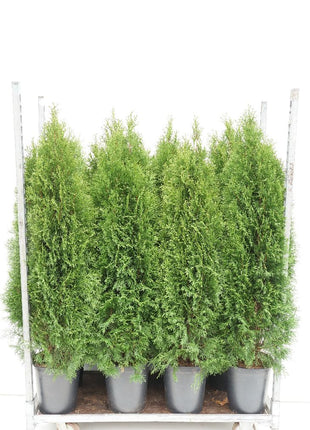 Thuja jne. 'Smaragdi'