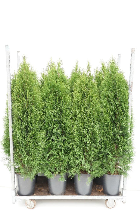 Thuja occ. 'Smaragd'