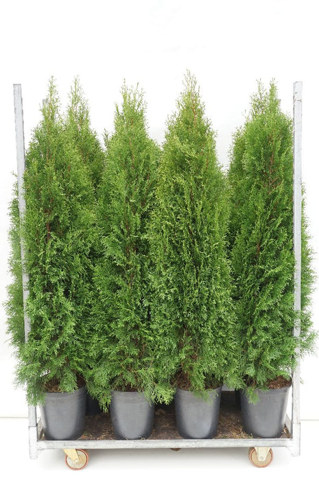 Thuja occ. 'Smaragd'