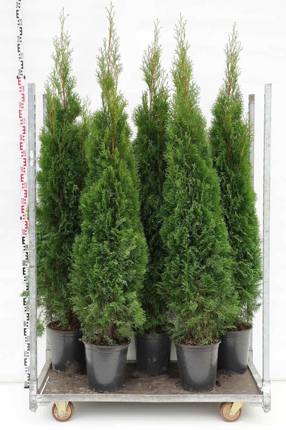 Thuja occ. &
