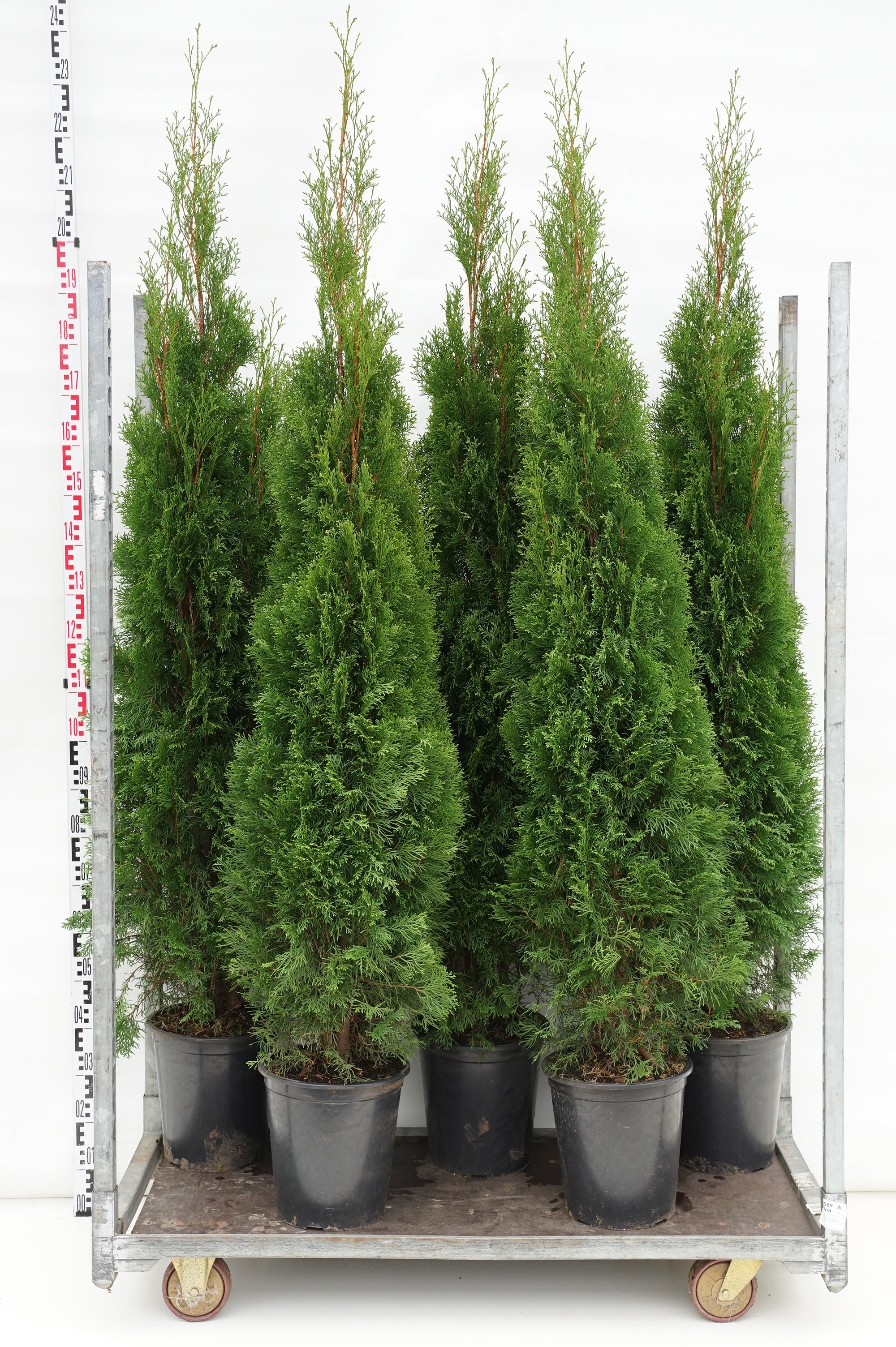 Thuja occ. &