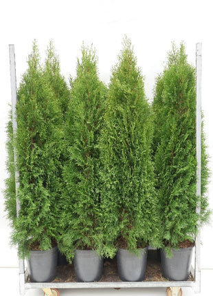 Thuja occ. 'Smaragd'