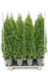 Thuja occidentalis &