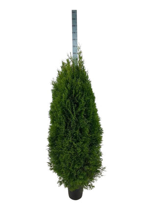 Thuja occ. 'Smaragd'