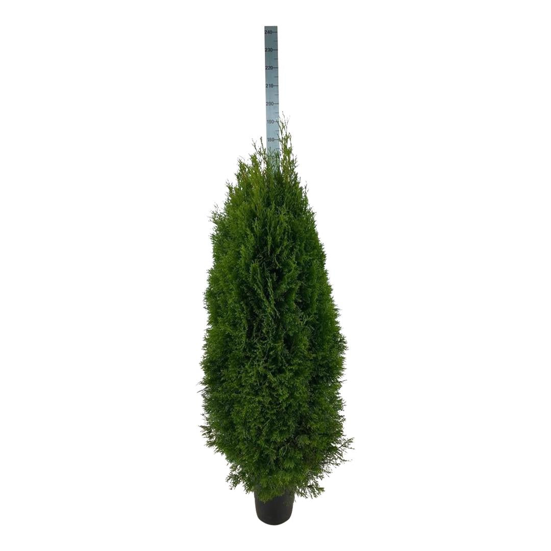 Thuja occ. &