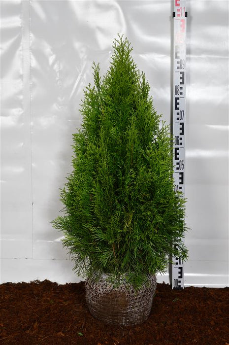 Thuja occ. 'Smaragd'