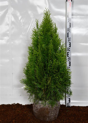 Thuja occ. 'Smaragd'