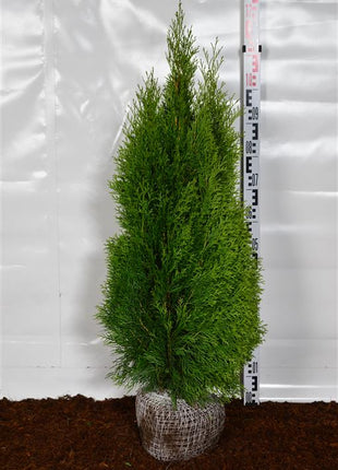 Thuja occ. 'Smaragd'