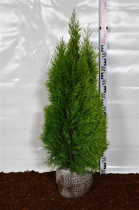 Thuja occ. 'Smaragd'