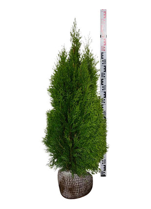 Thuja occ. 'Smaragd'