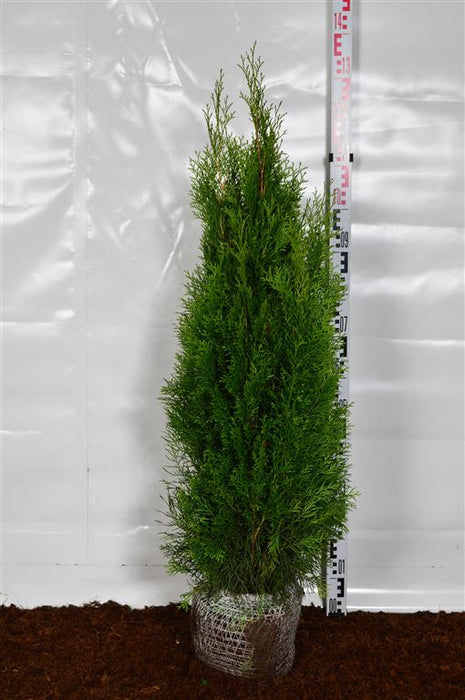 Thuja occ. 'Smaragd'