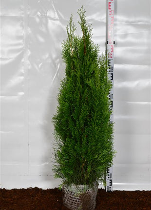 Thuja occ. 'Smaragd'