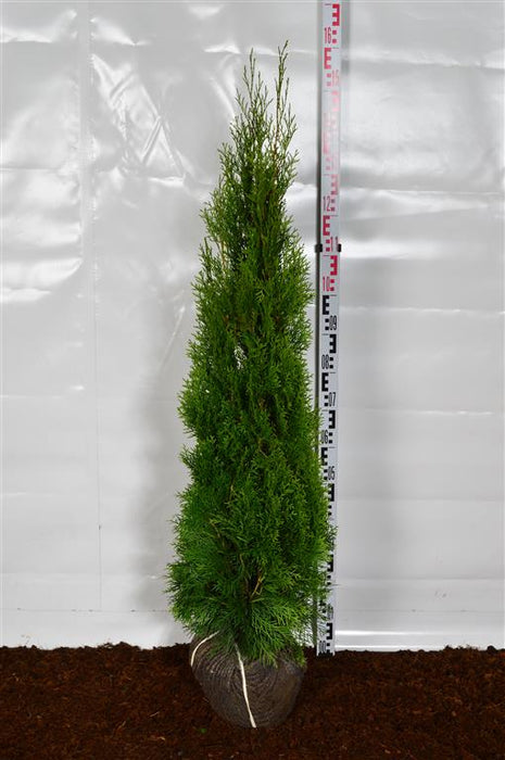 Thuja occ. 'Smaragd'