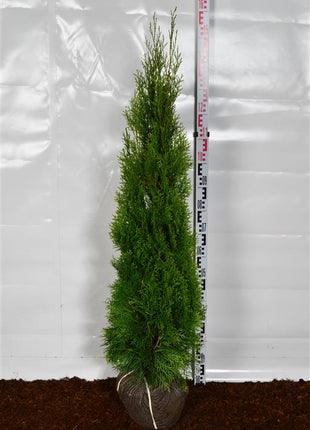 Thuja occ. 'Smaragd'