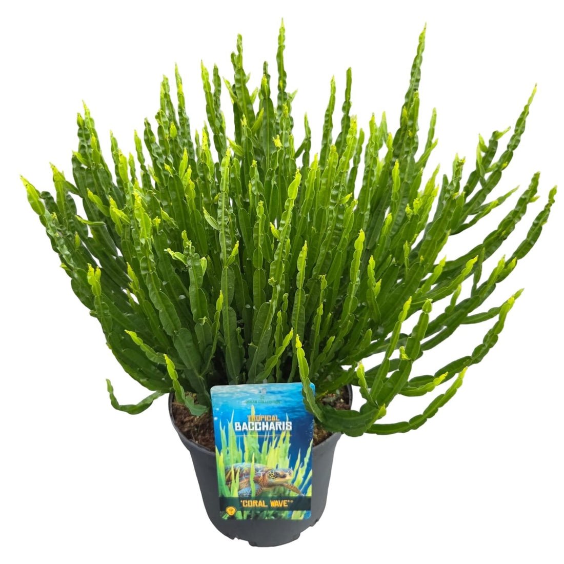 Baccharis &