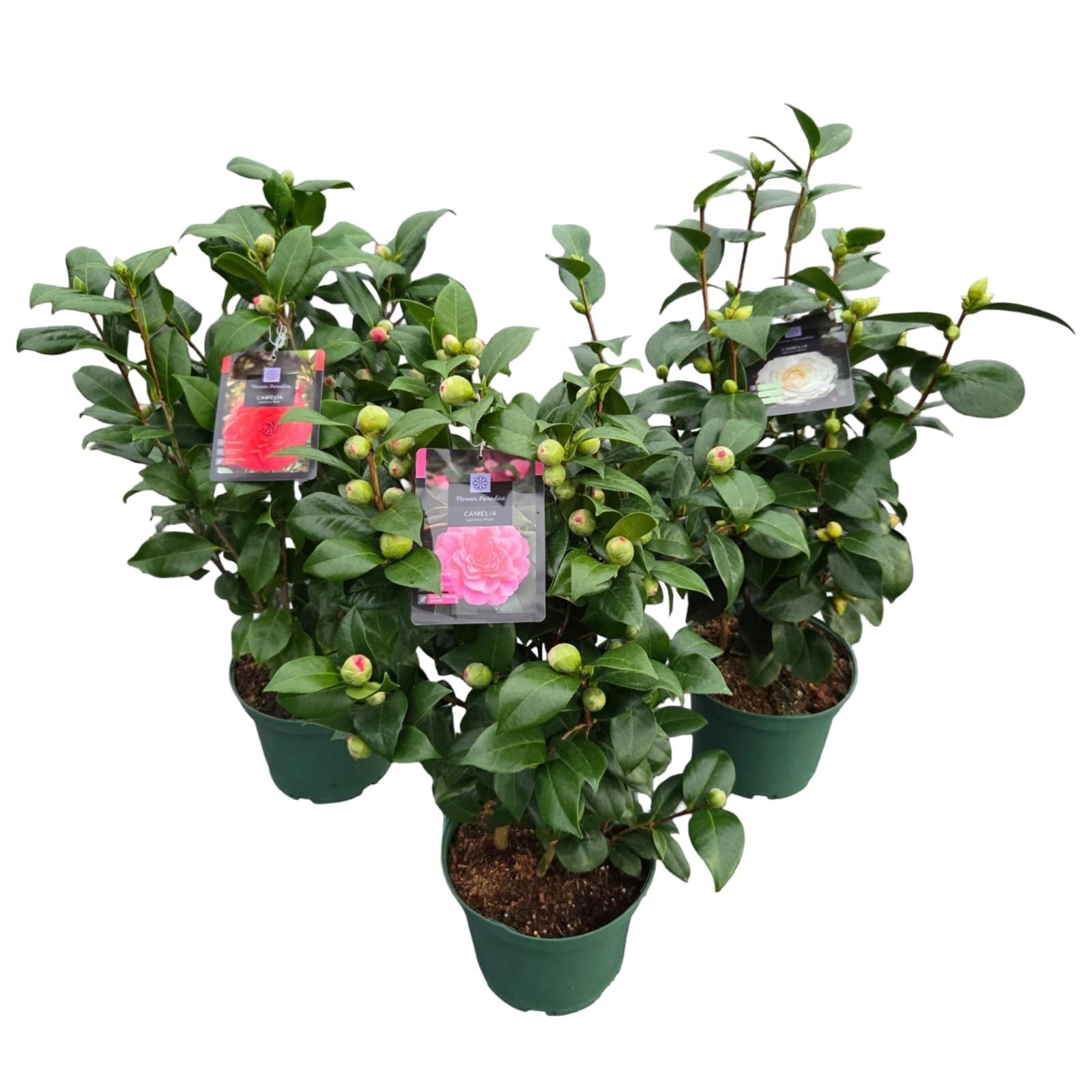 Kamelia in cultivars - C5/P23 50-60 CM