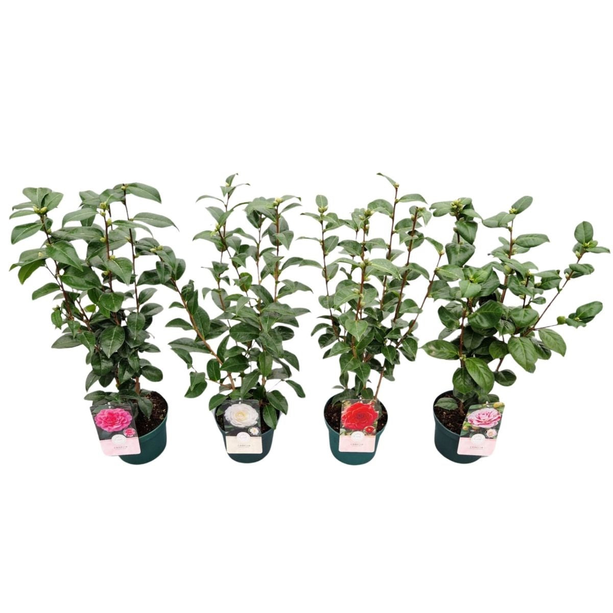 Camellia j. i sorter C3 (3 liters kruka) 50-60 cm
