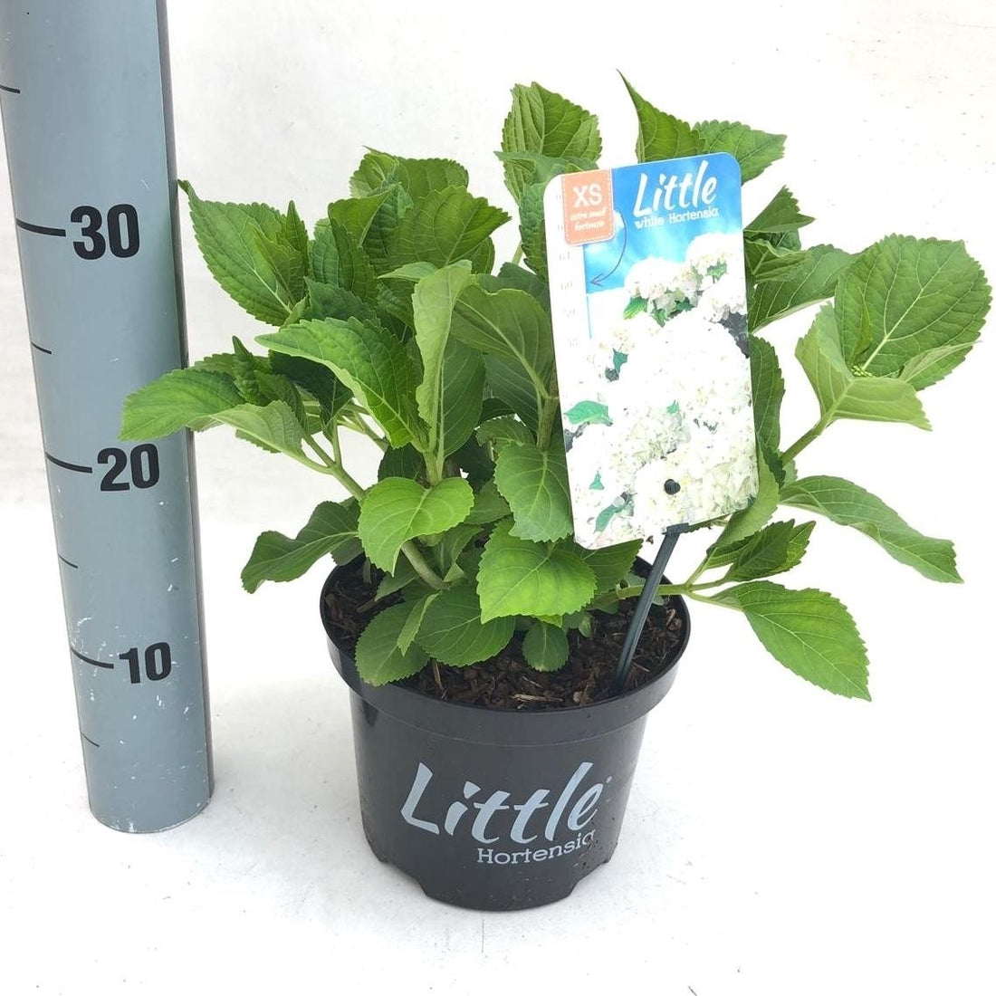 Hortensia m. &