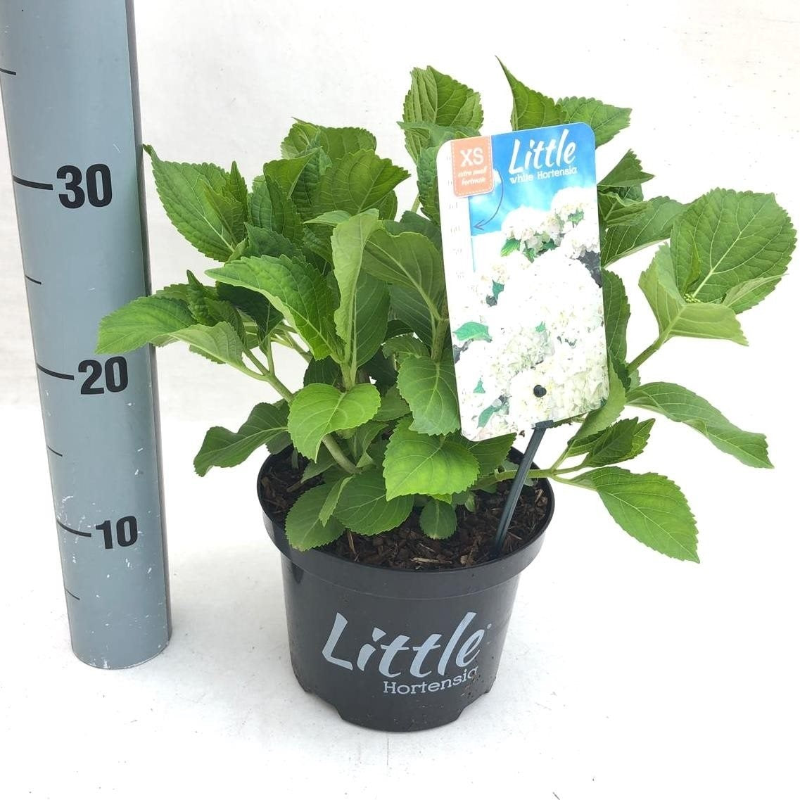 Hortensia m. &