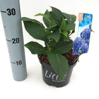 Hydrangea m. &