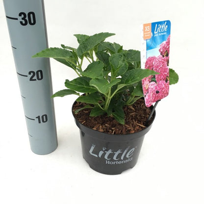 Hydrangea m. &