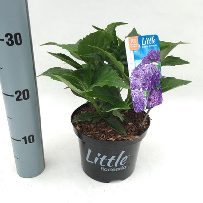 Hydrangea macrophylla &