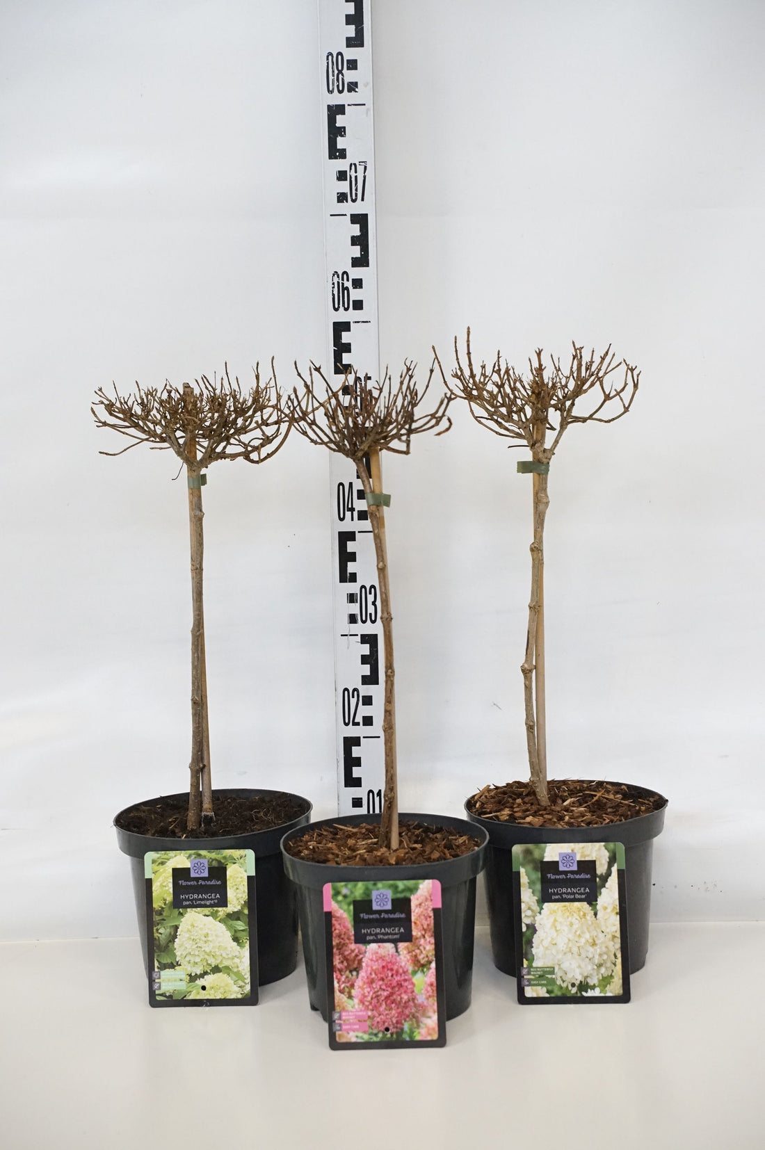 Hortensia pan. in cultivars - 30 CM STEM C3/P19