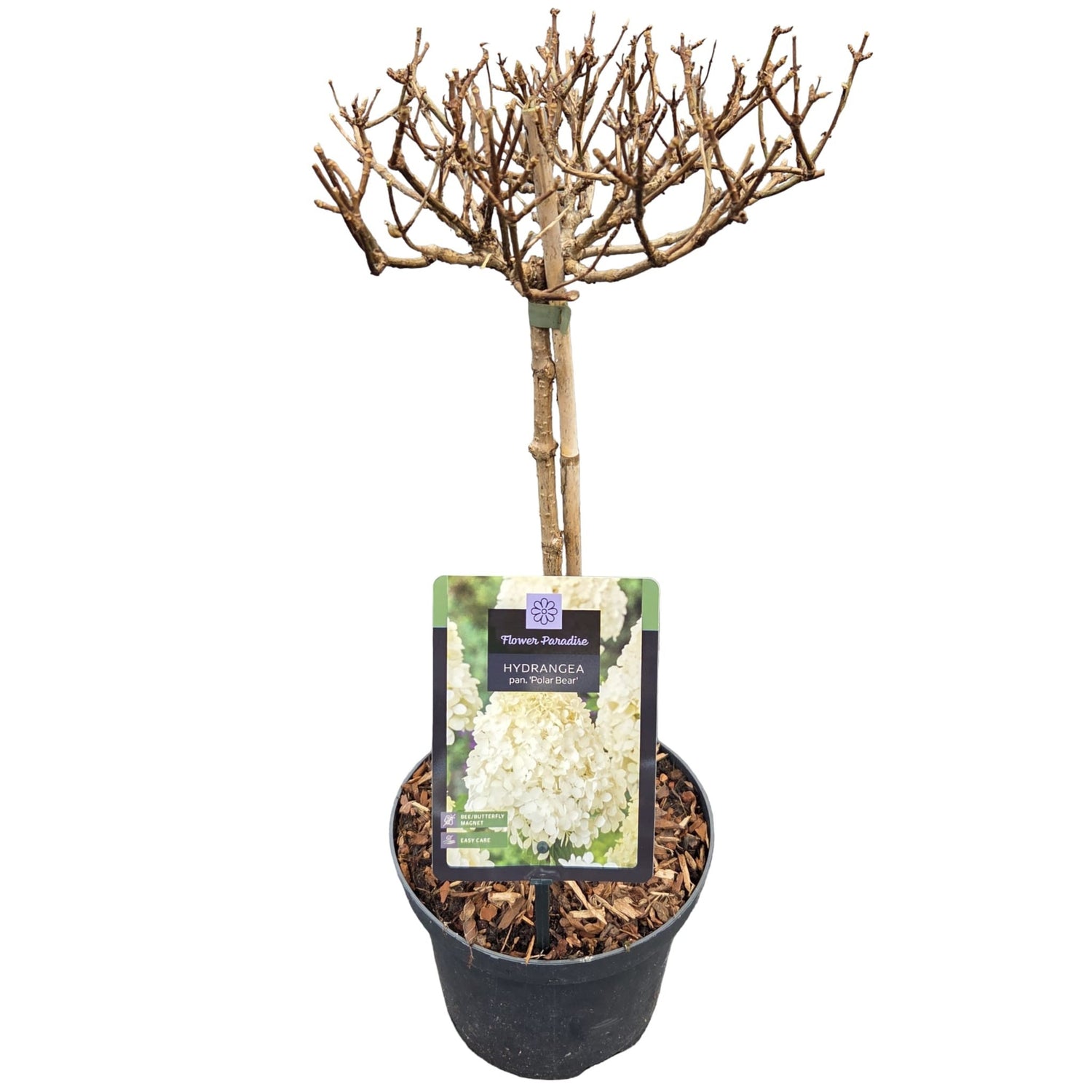 Hortensia pan. &