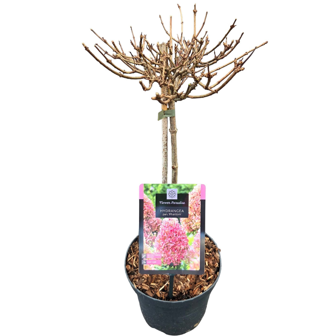 Hortensia pan. &