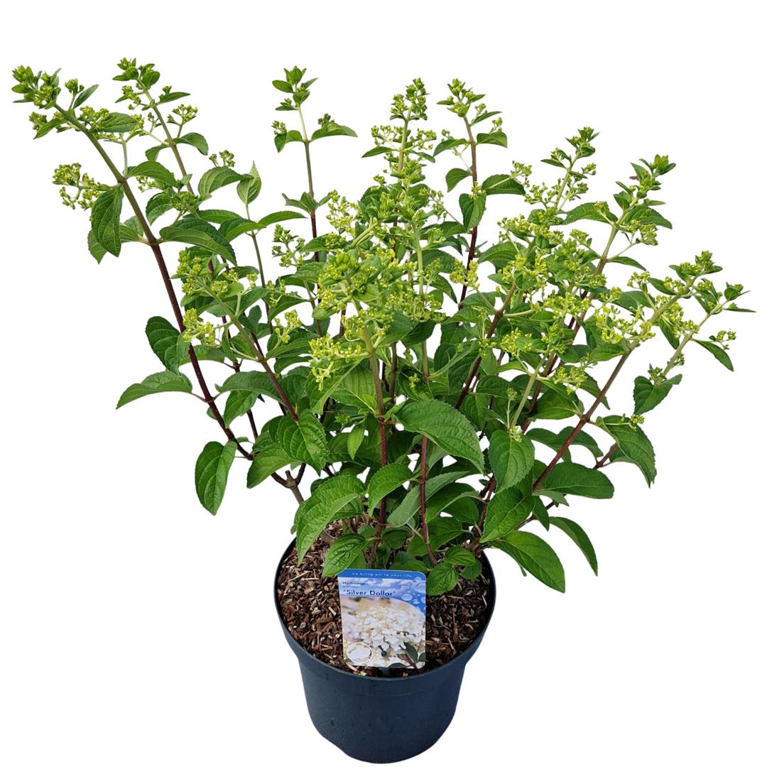 Hortensia pan. &