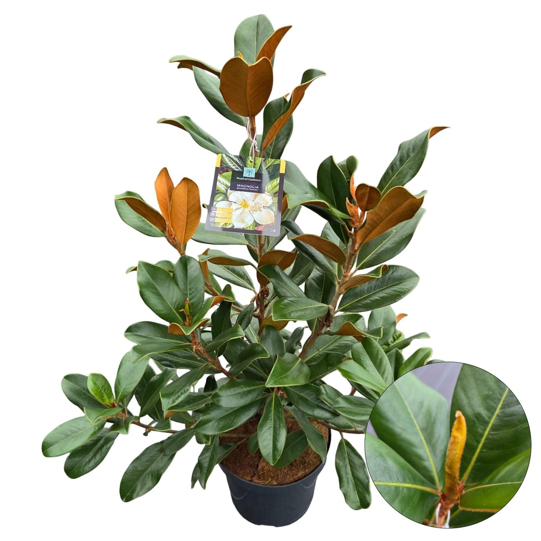 Magnolia grand. &
