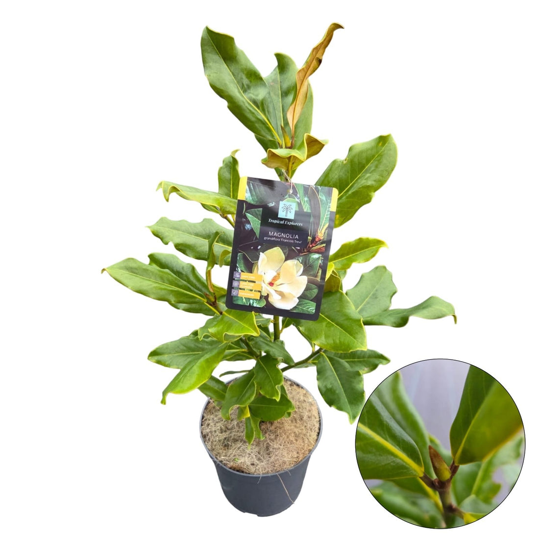 Magnolia grand. &