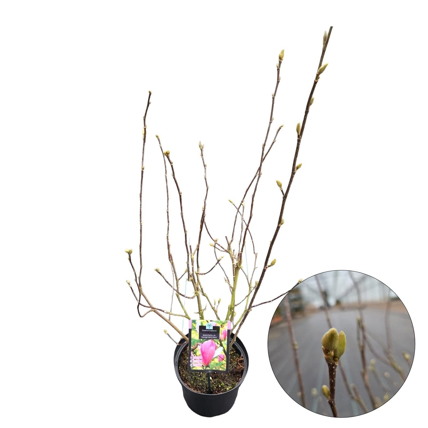 Magnolia &