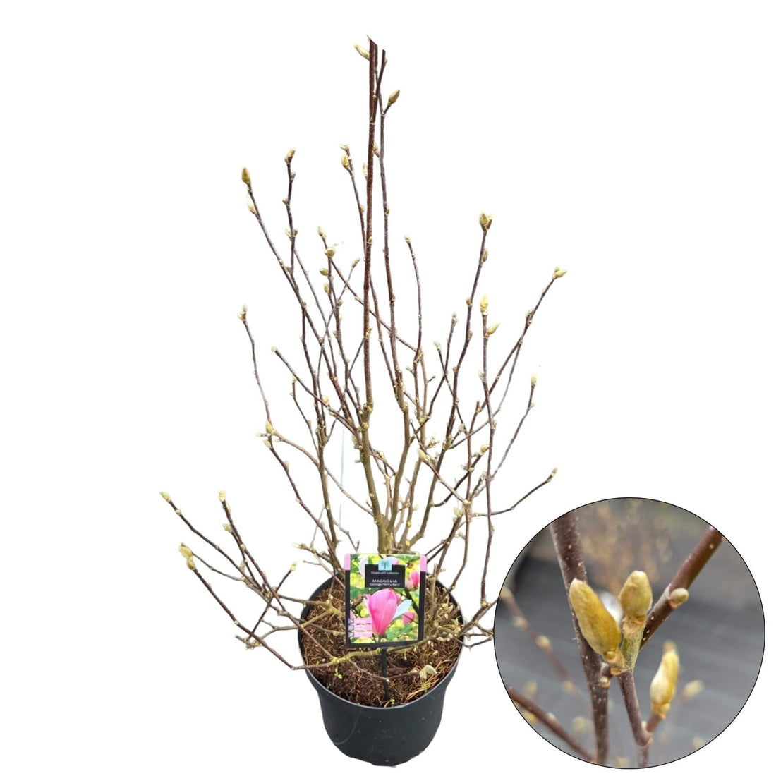 Magnolia &