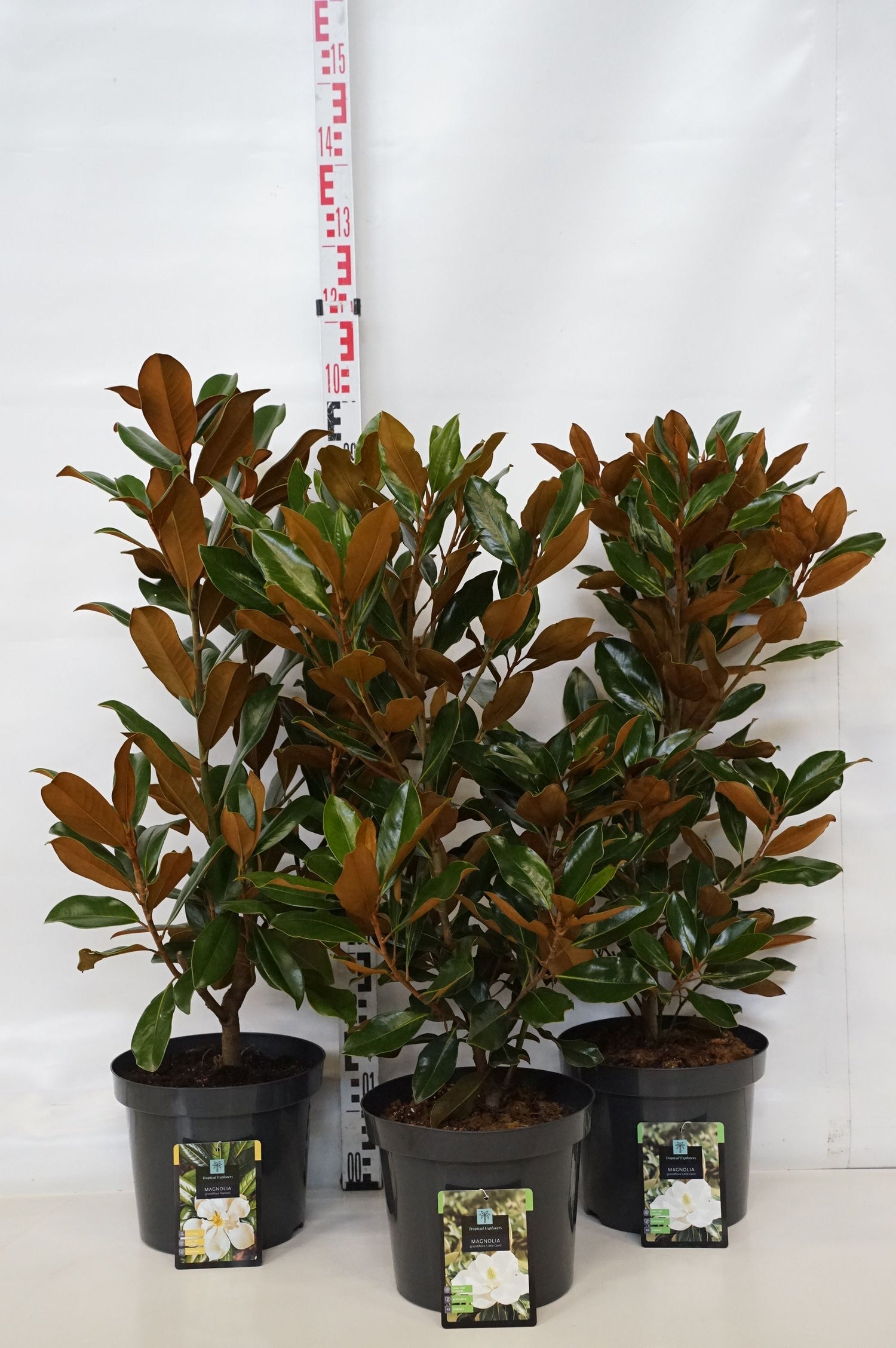 Magnolia grand. in cultivars - C7,5/P26 70-80 CM
