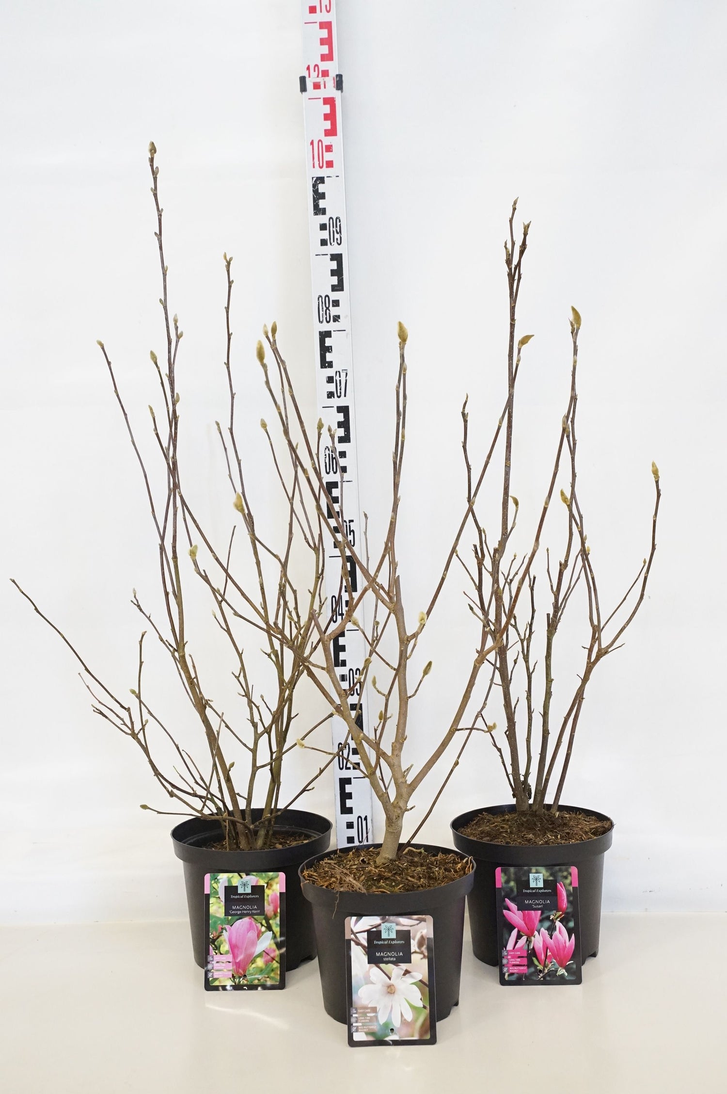 Magnolia in cultivars - C4/P21 70-80 CM