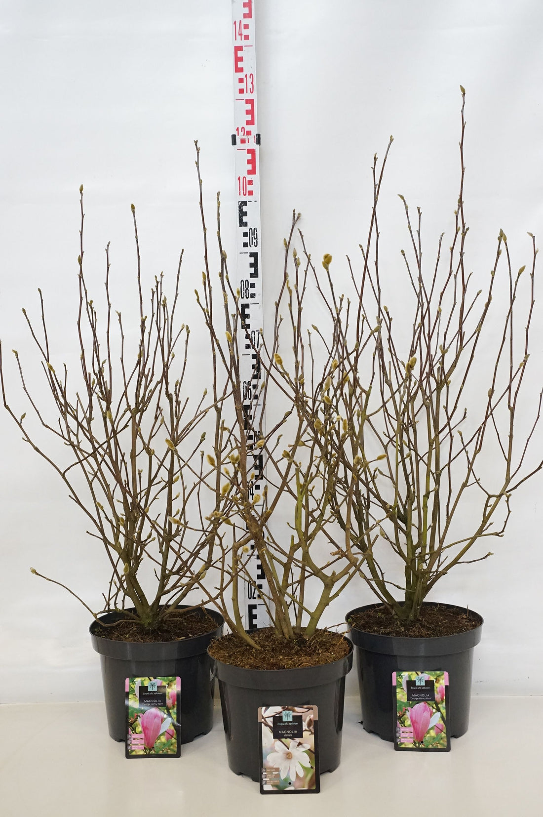 Magnolia in cultivars - C7,5/P26 70-80 CM