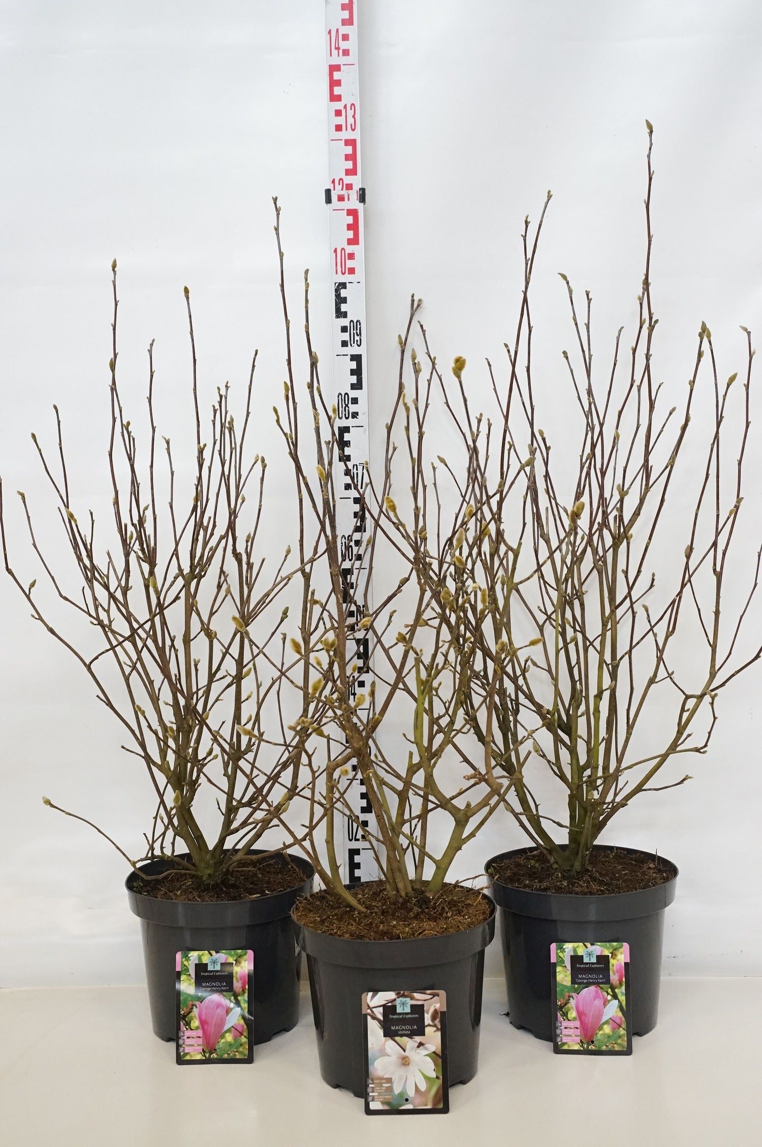 Magnolia in cultivars - C7,5/P26 70-80 CM