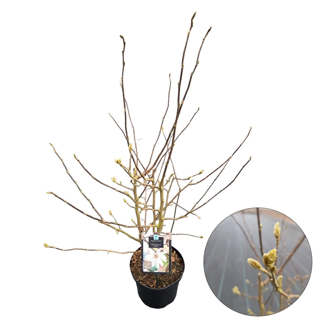 Magnolia stellata - C4/P21 70-80 CM